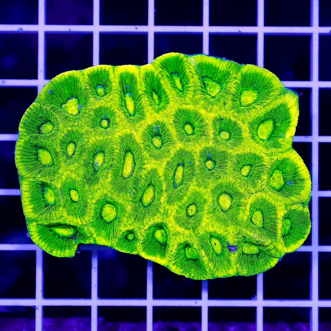Neon Aussie Goniastrea Mother Colony NAGMC061001 WYSIWYG