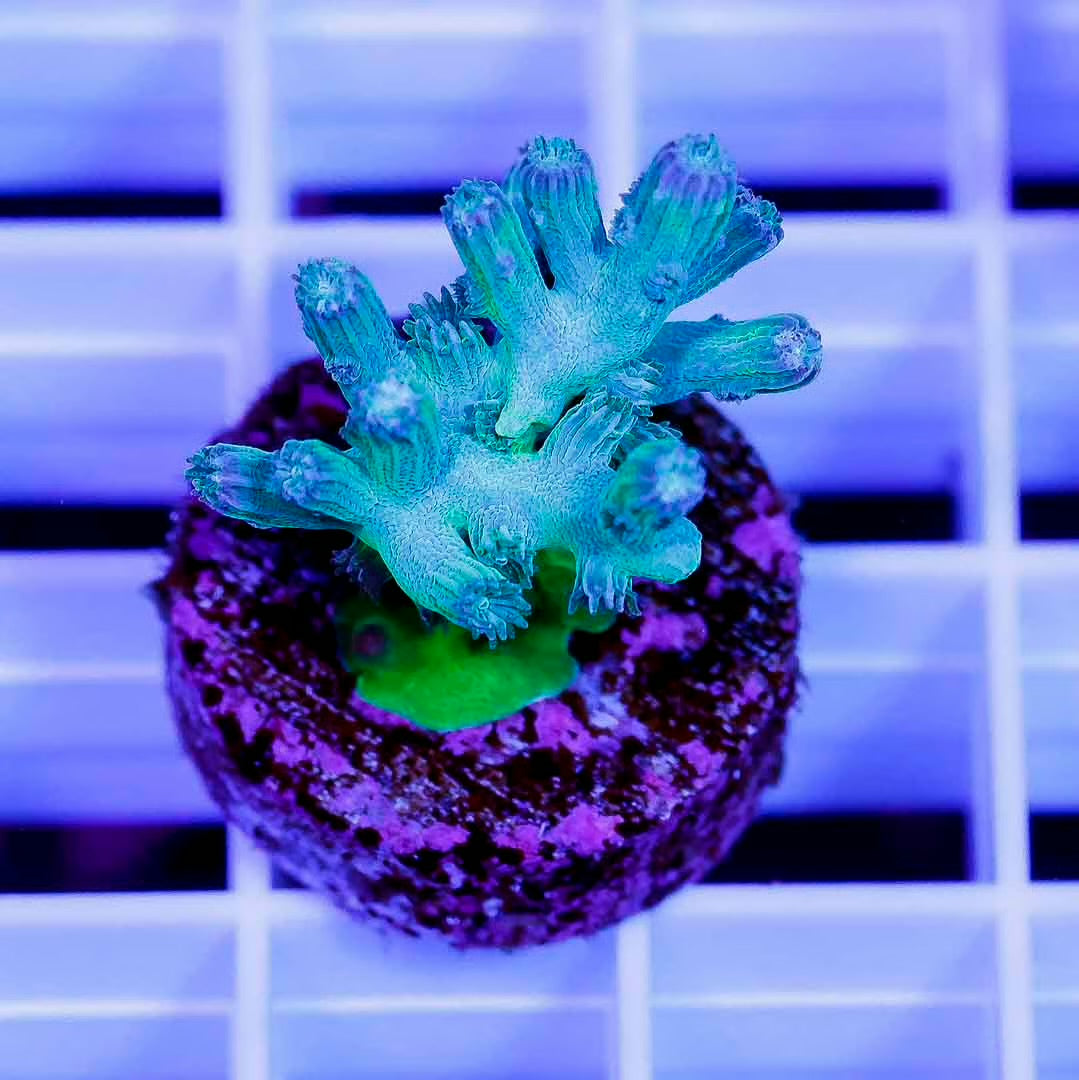 Indo Chilly Willy Branching Cyphastrea Frag Mother Colony ICWBCFMC061001 WYSIWYG