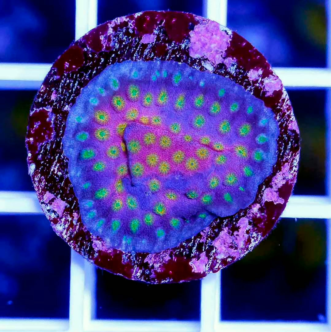 Indo Top Shelf Ultra Sunrise Cyphastrea Frag Mother Colony ITSUSCFMC061001 WYSIWYG