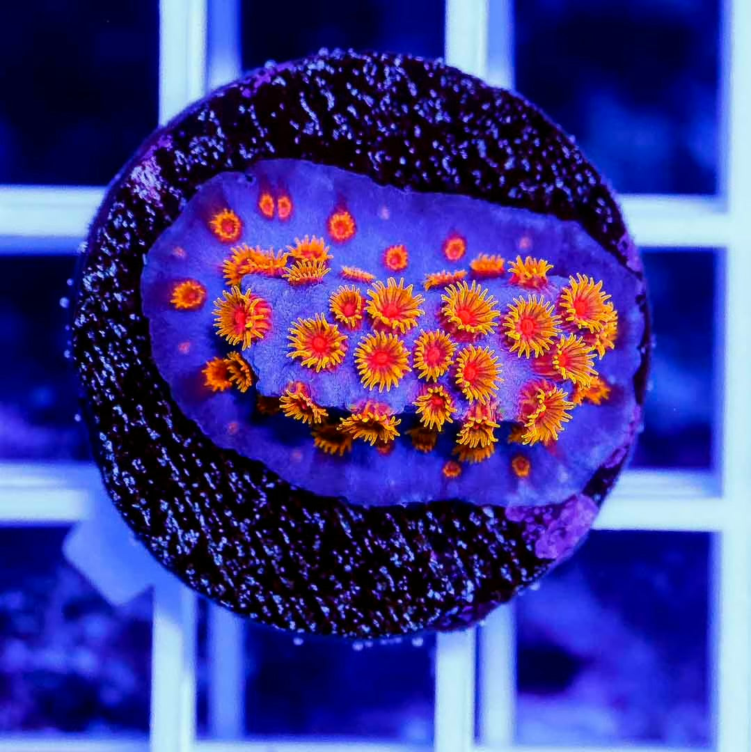 Aussie Ultra Hot Cyphastrea Frag Mother Colony AUHCFMC061001 WYSIWYG