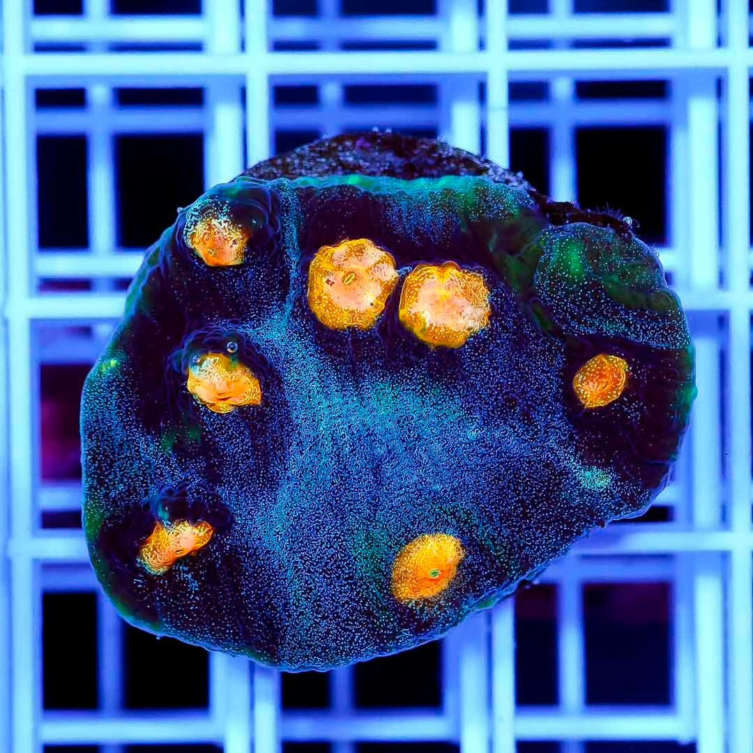 Aussie Ultra Echinophyllia Frag Mother Colony AUEFMC061001 WYSIWYG