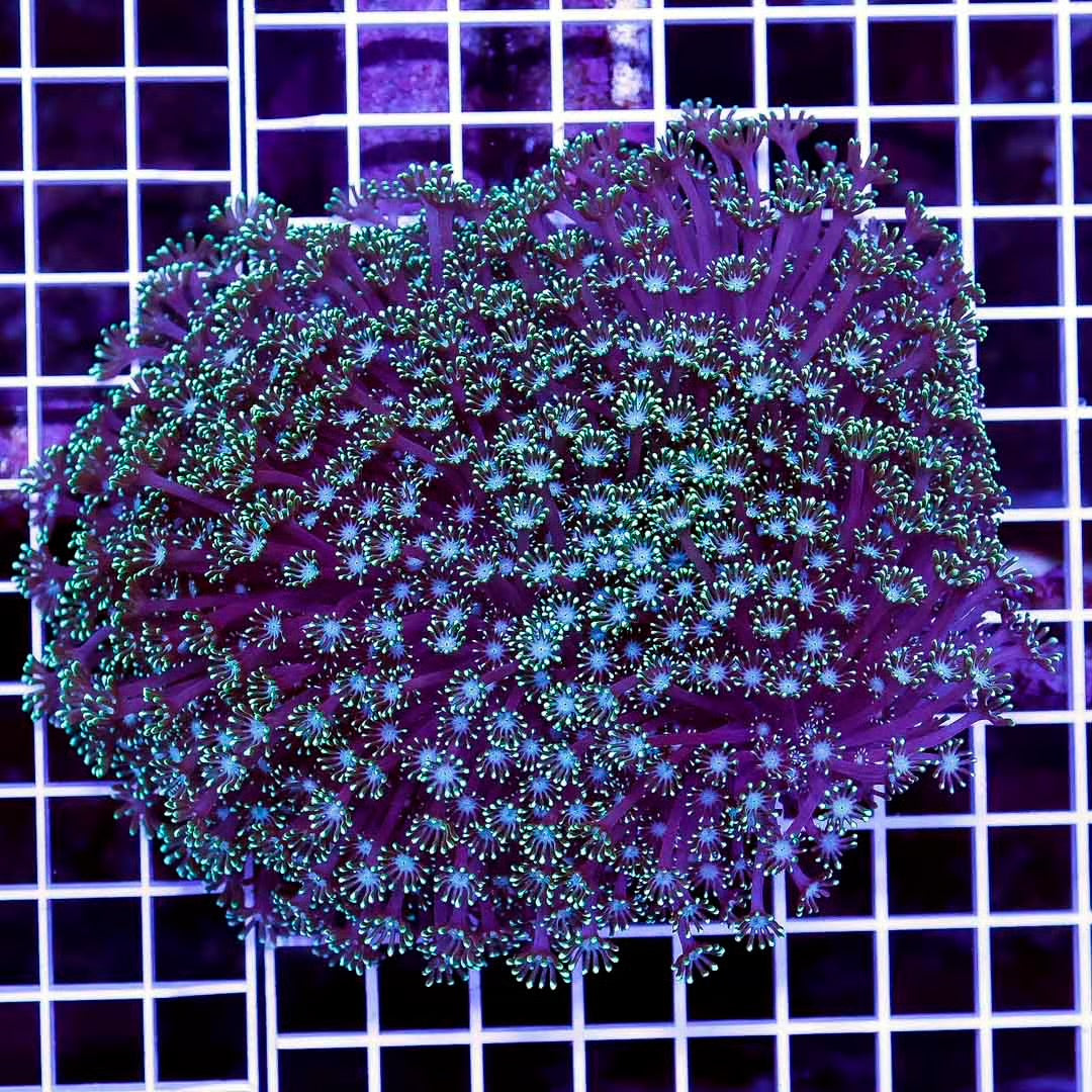 Neon West Australia Alveopora Mother Colony NWAAMC061001 WYSIWYG
