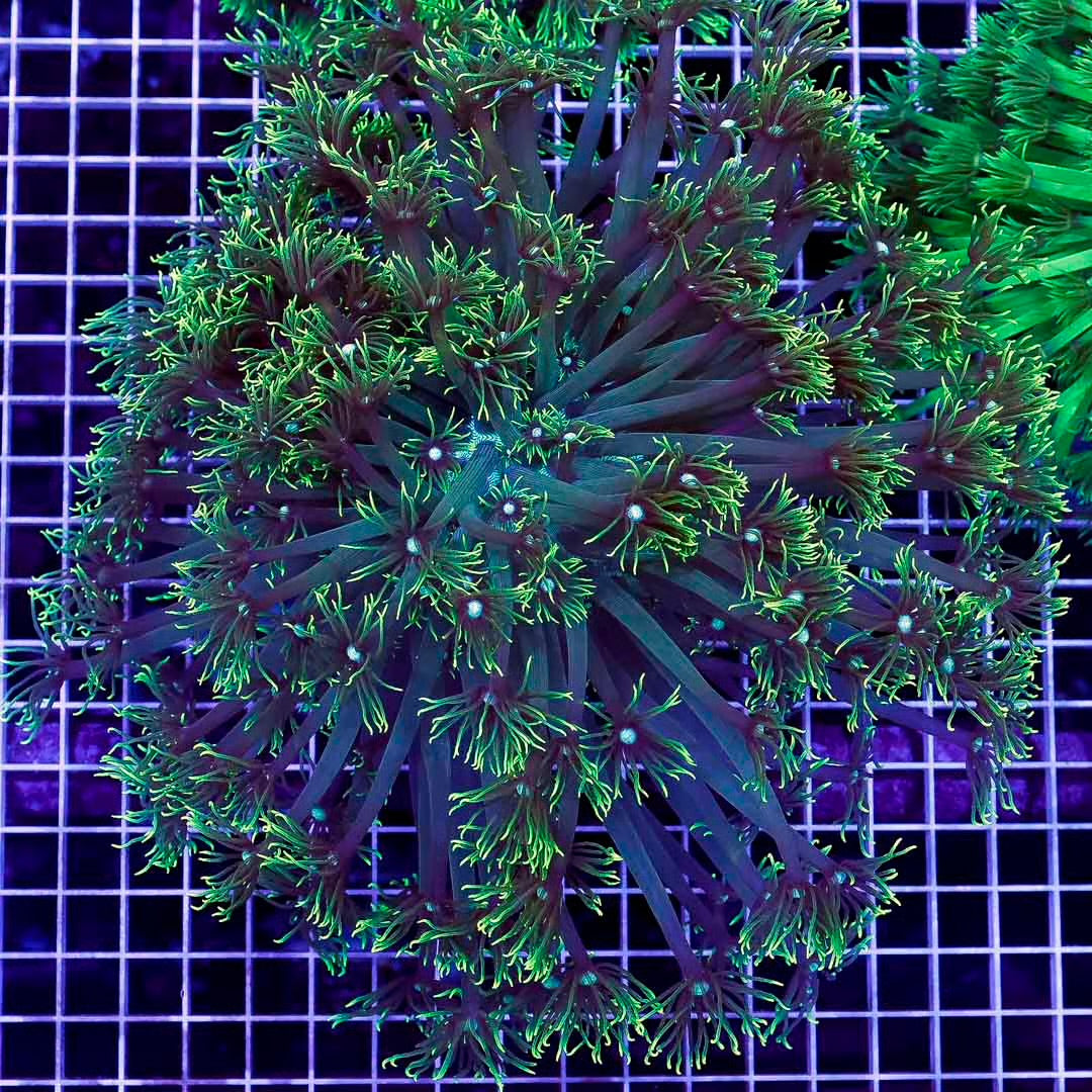 Ultra Neon Aussie Goniopora Mother Colony UNAGMC061001 WYSIWYG