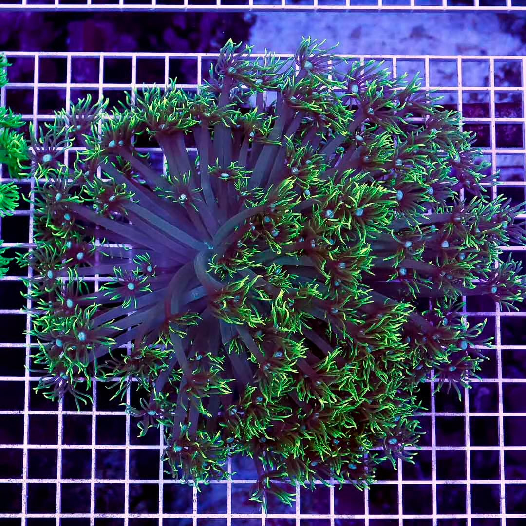Ultra Neon Aussie Goniopora Mother Colony UNAGMC061002 WYSIWYG