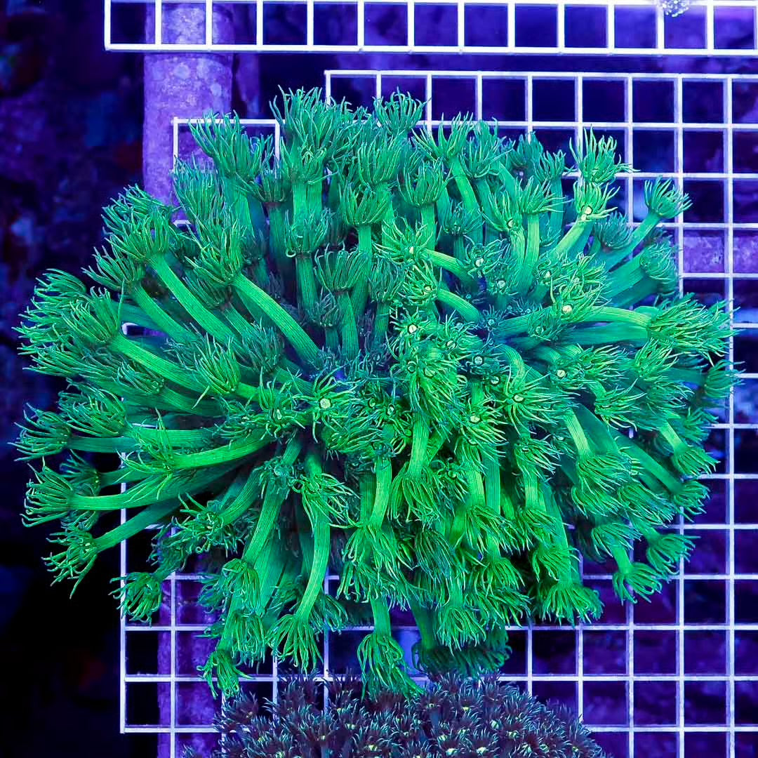 Ultra Neon Aussie Goniopora Mother Colony UNAGMC061006 WYSIWYG