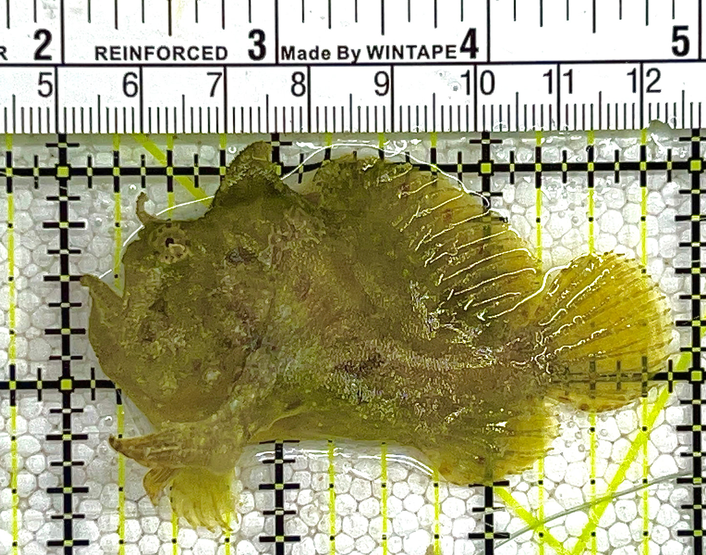 Green Angler: M 2" to 3"