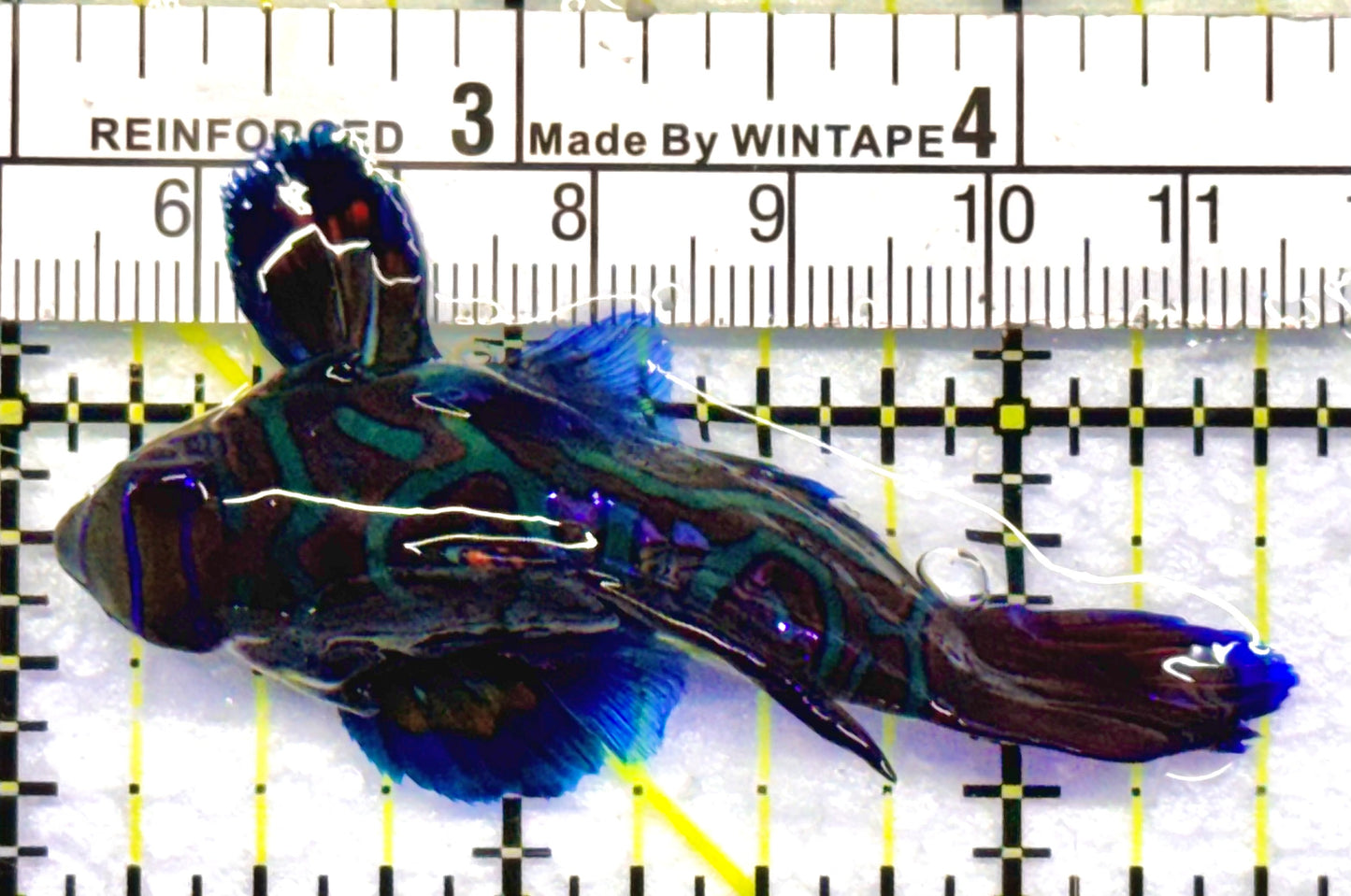 Green Mandarin Dragonet GMD052702 WYSIWYG Size: L 2.5"