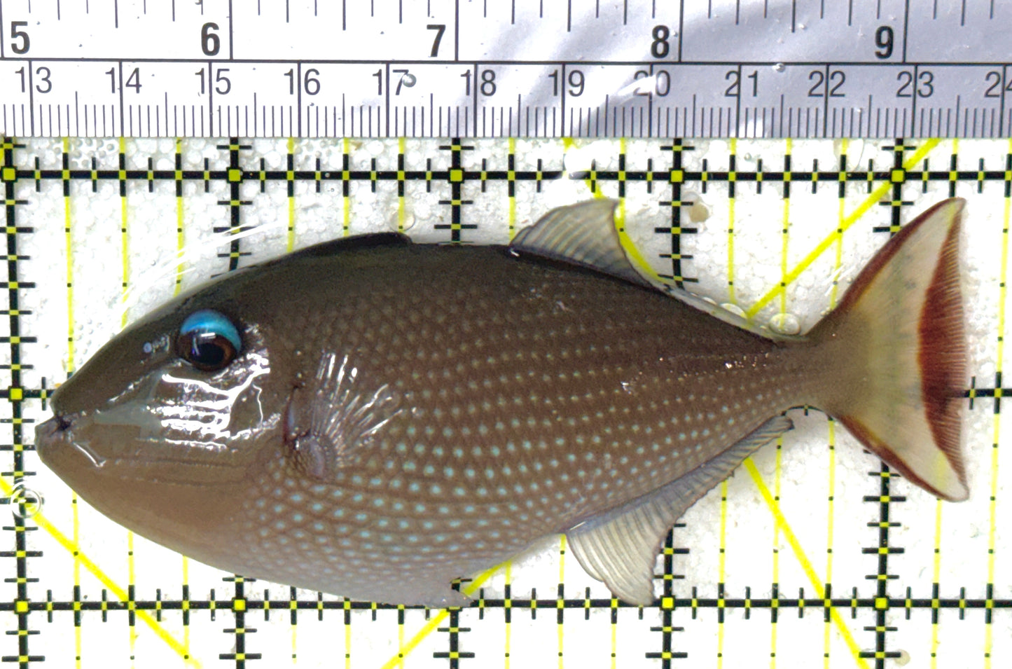 Female Blue Throat Triggerfish (Reefsafe) FBTT032404 WYSIWYG Size: L 4.5" approx