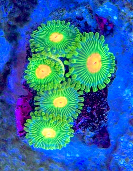 Zoas/Paly ZP061403 WYSIWYG