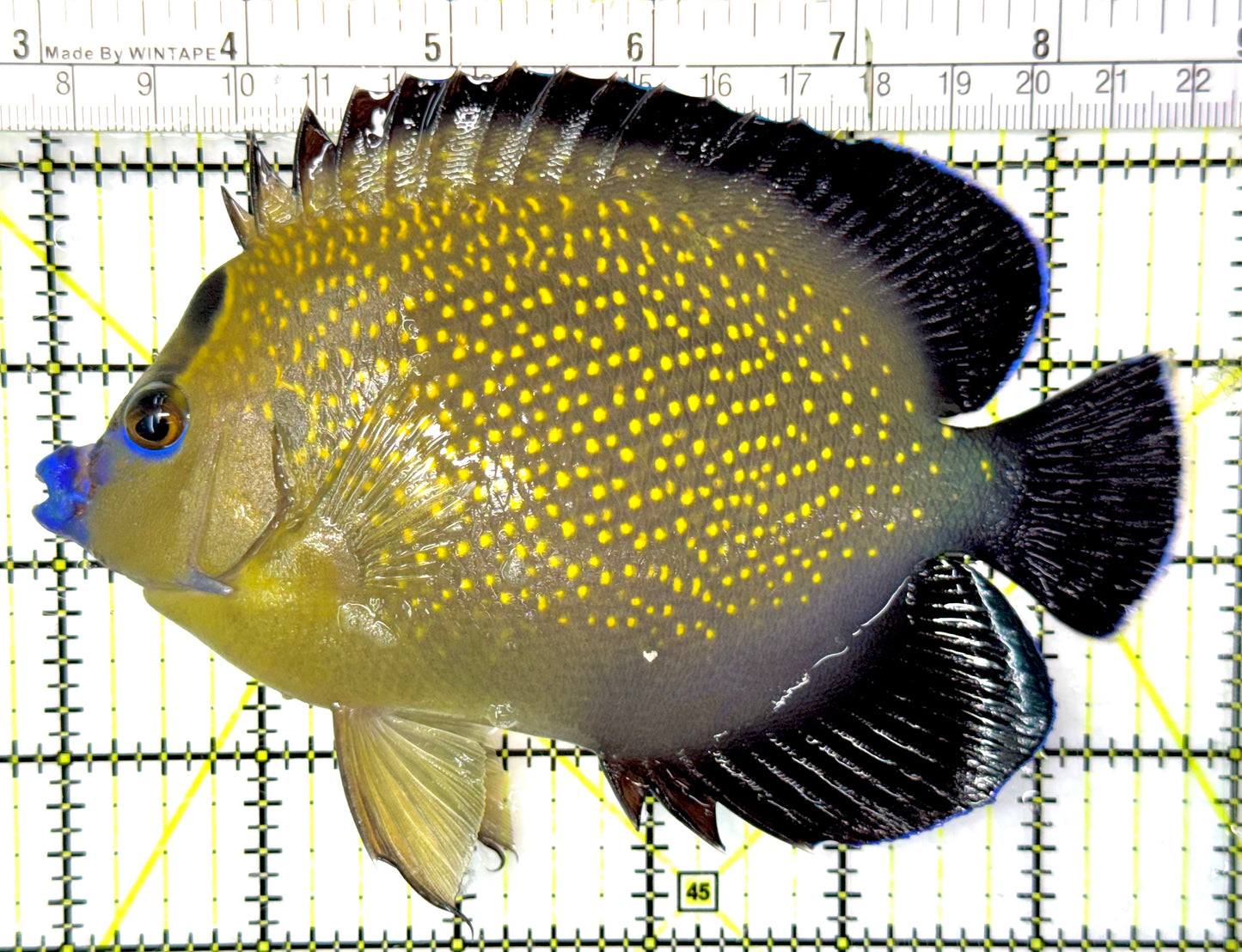 Goldflake Angelfish GA052701 WYSIWYG Size: XL 6" approx