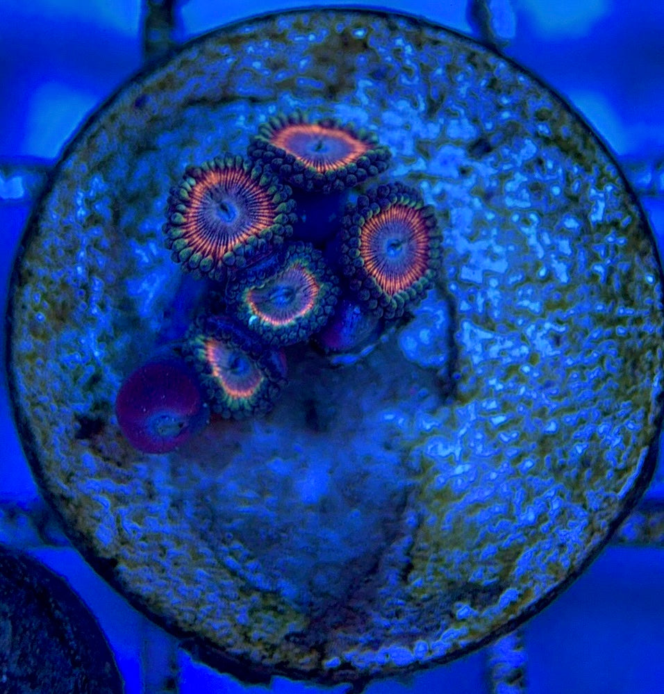 Zoas/Paly ZP061404 WYSIWYG