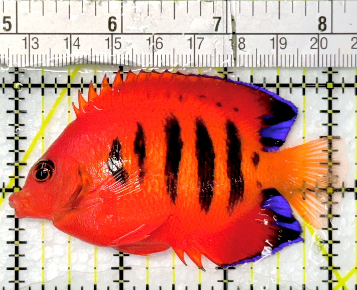 Flame Angelfish FA052702 WYSIWYG (Christmas Island, Super Red) Size: XL 3.25" approx