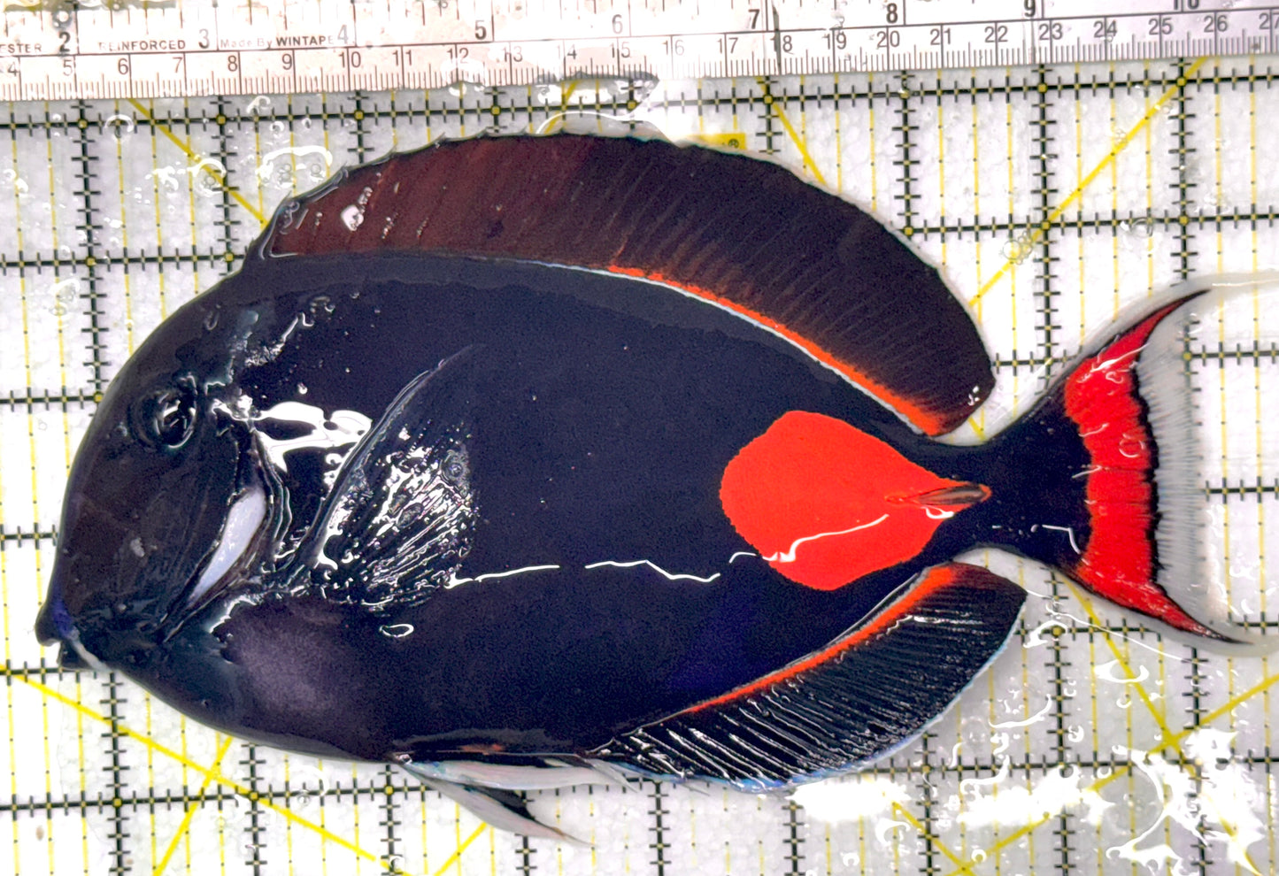 Achilles Tang AT052703 WYSIWYG Size: XXL 9.5" approx