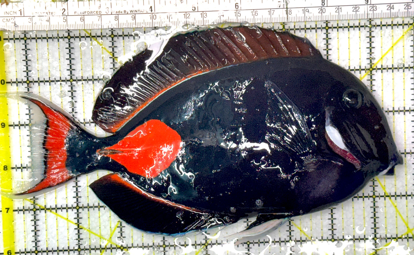 Achilles Tang AT052703 WYSIWYG Size: XXL 9.5" approx