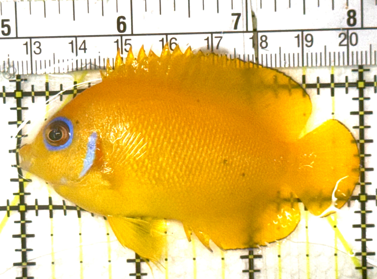 Lemonpeel Angelfish LA052701 WYSIWYG Size: M 3" approx