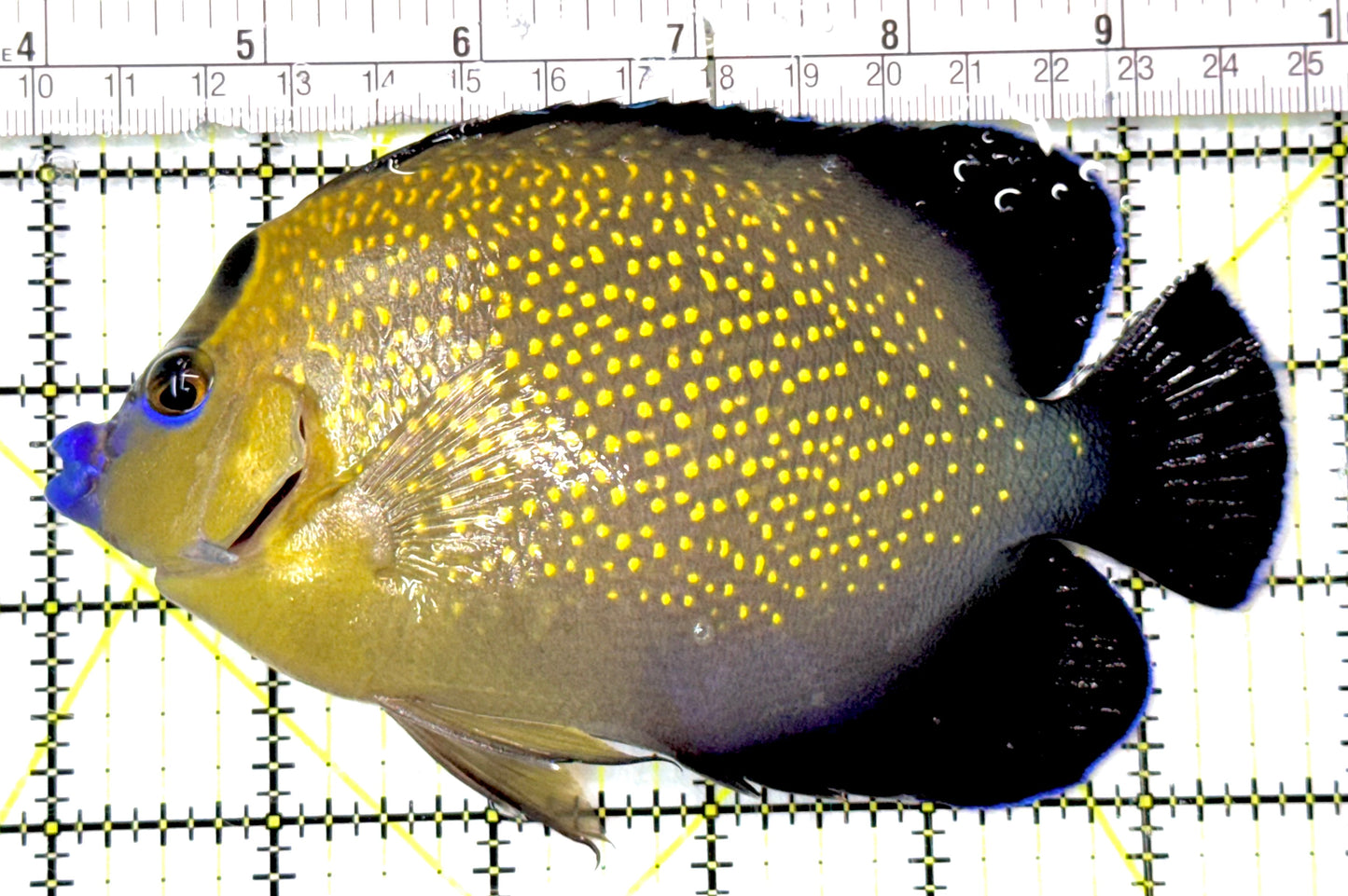Goldflake Angelfish GA052703 WYSIWYG Size: XL 5.75" approx