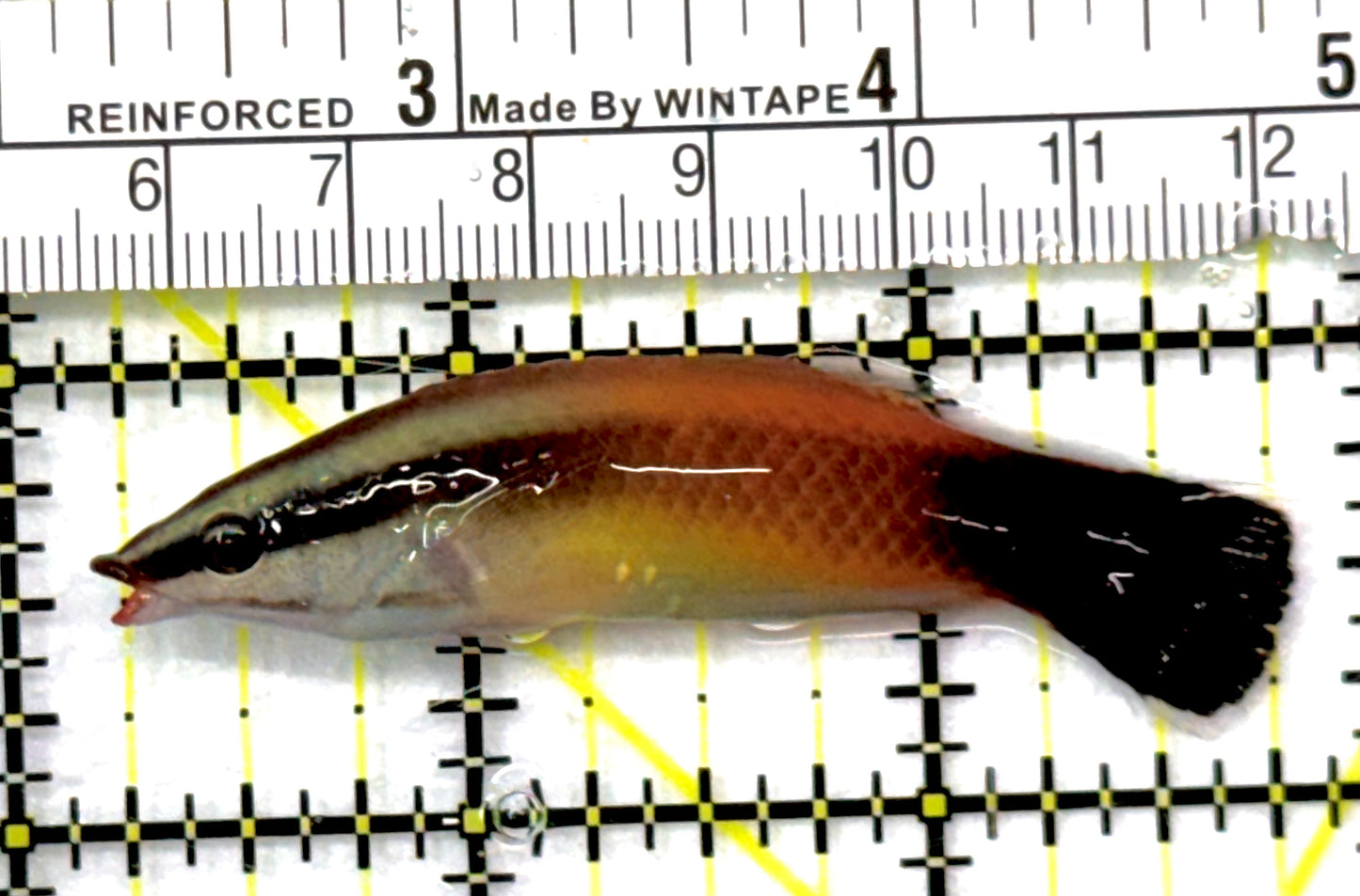 Rare Christmas Island Redlip Cleaner Wrasse RCIRCW052701 WYSIWYG Size: M 2.75" approx