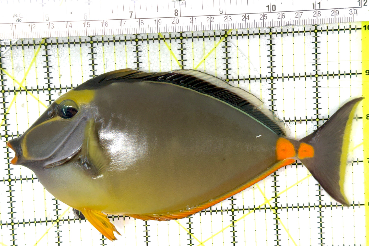 Naso Tang NT040401 WYSIWYG Size: XXXL/SHOW 8" approx