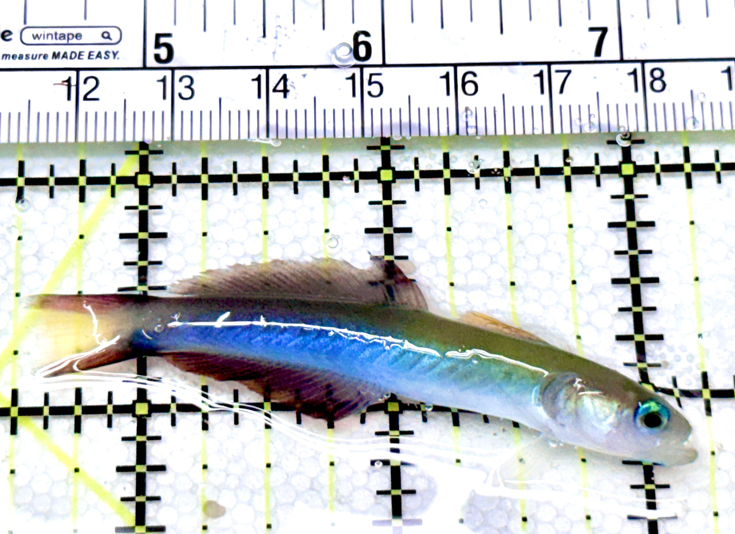 Scissortail Dartfish Goby SDG040401 WYSIWYG Size: 2.75"