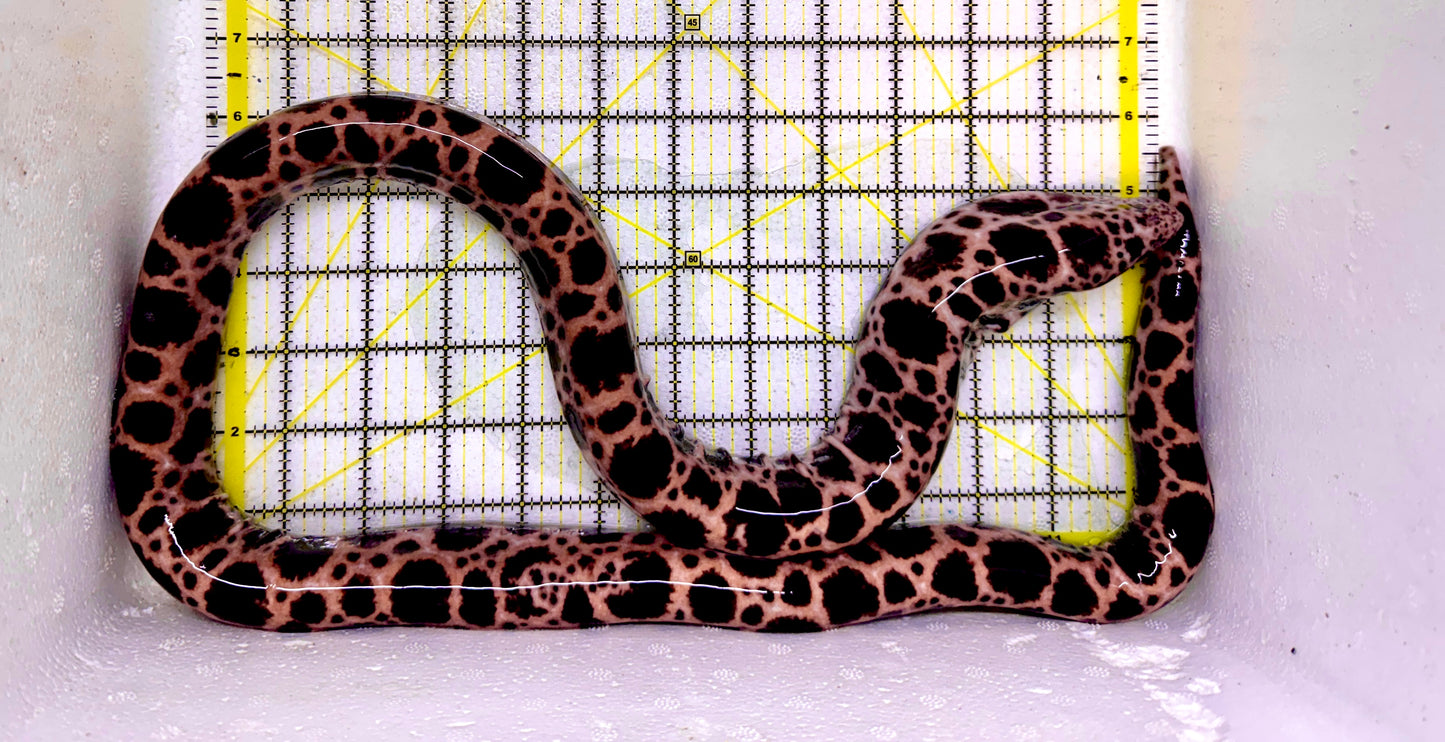 Rare Deepwater Pacific Snake Eel WYSIWYG PDPS041001 Size: XXXL/SHOW 36" to 44"