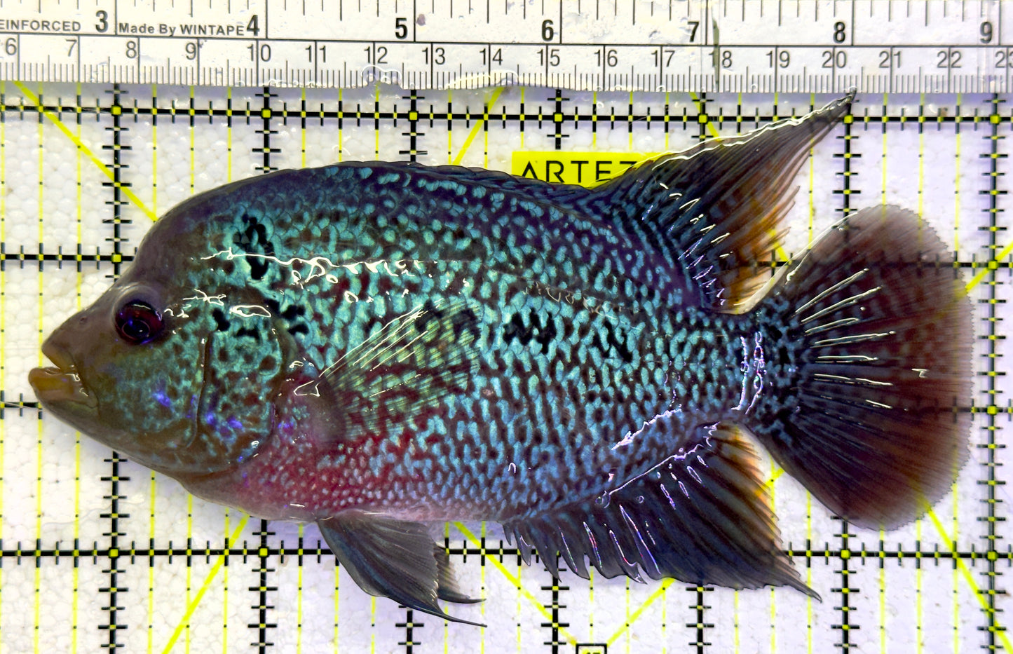 Flowerhorn F061101 WYSIWYG Size: XL 6.5" approx