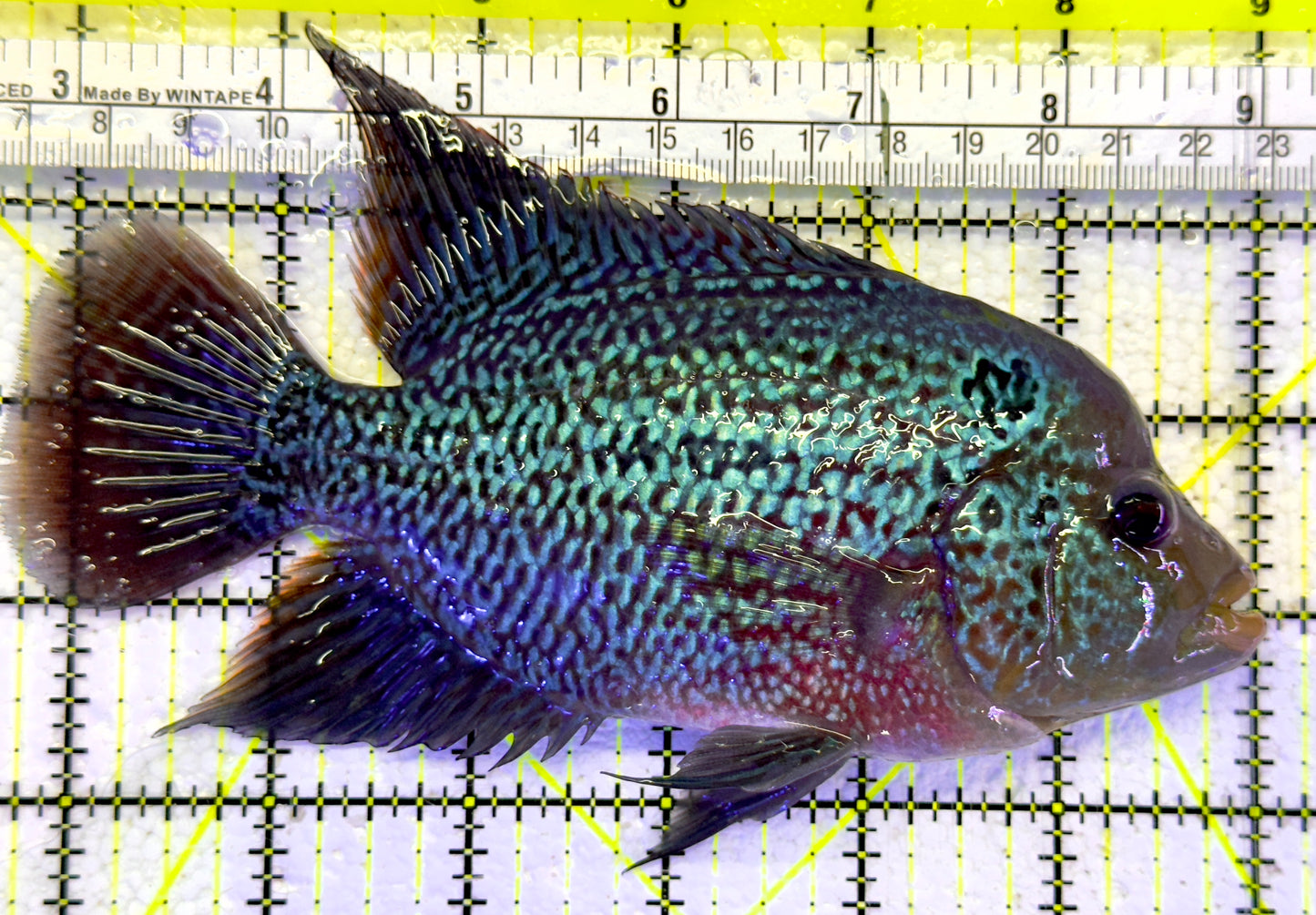 Flowerhorn F061101 WYSIWYG Size: XL 6.5" approx