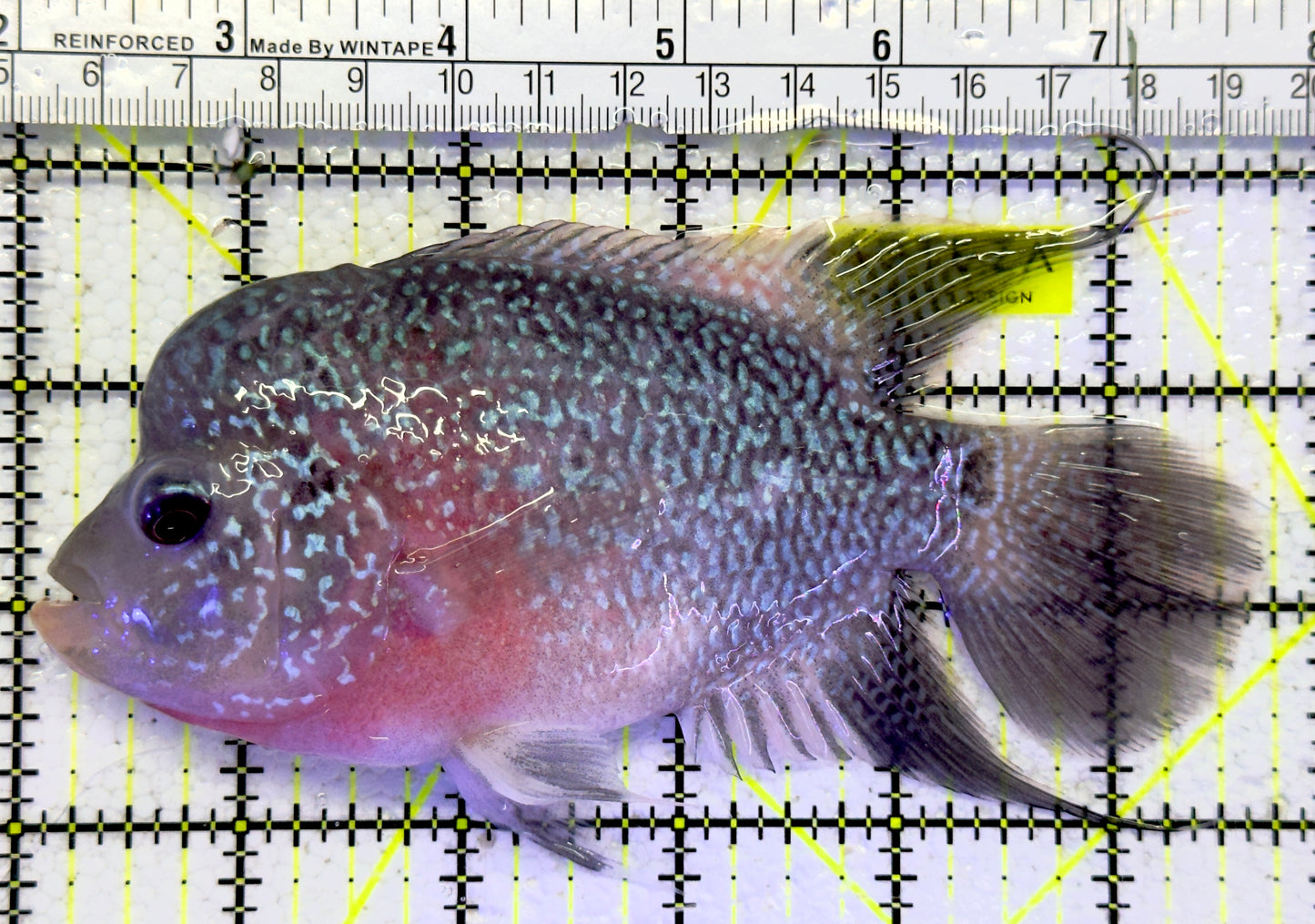 Flowerhorn F061102 WYSIWYG Size: XL 6" approx
