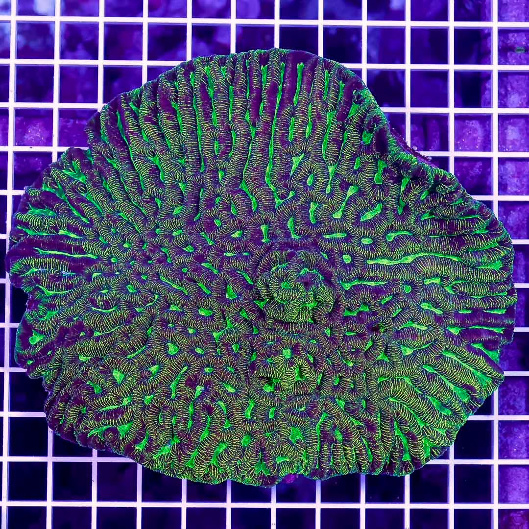 Ultra Aussie Platygyra Mother Colony UAPMC071201 WYSIWYG Size:XXL/SHOW
