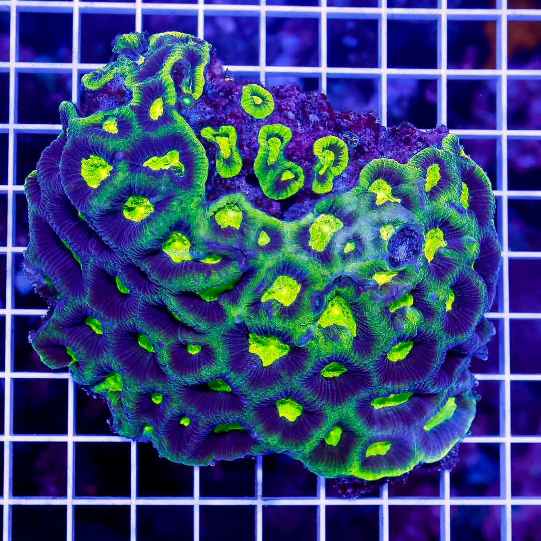 Aussie Unique Prism Favia Mother Colony AUPFMC071202 WYSIWYG Size:XL