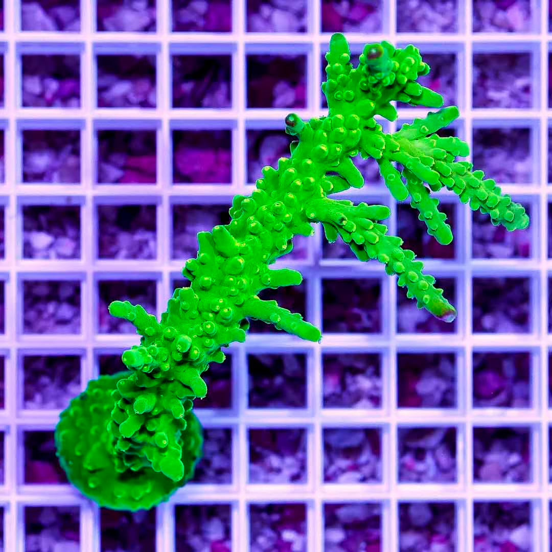 Indo Wwc Yellow Austera Acropora Frag Mother Colony IWYAAFMC070901 WYSIWYG