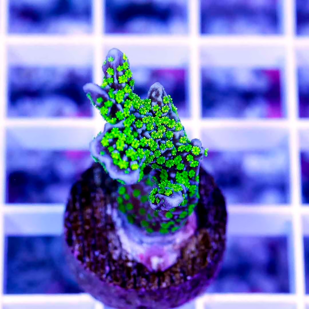 Indo Gambino Montipora Frag Mother Colony IGMFMC070901 WYSIWYG
