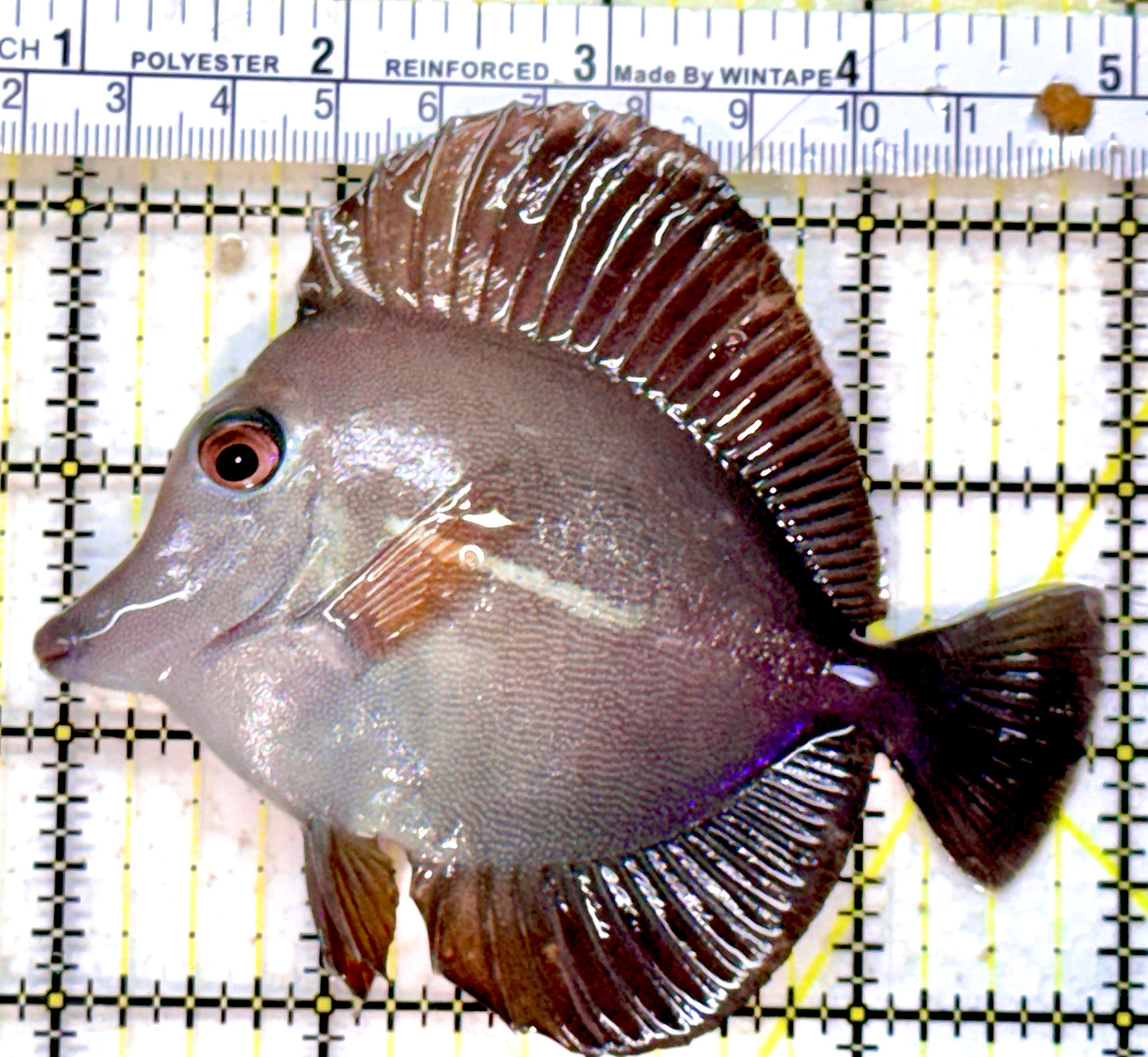 Scopas Tang ST042501 WYSIWYG Size: M 4"