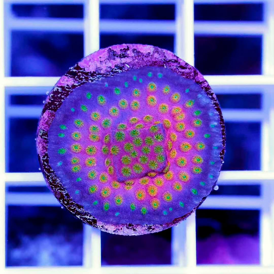 Ultra Aussie Hot Top Shele Sunrise Cyphastrea frag Mother Colony UAHTSSCFMC070901 WYSIWYG