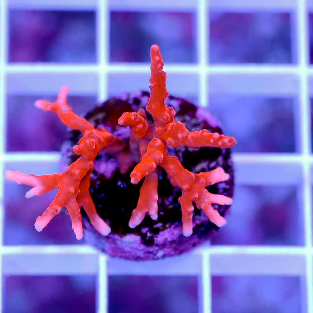 Indo J Fox Tnt Anacropora Frag Mother Colony IJTAFMC070901 WYSIWYG