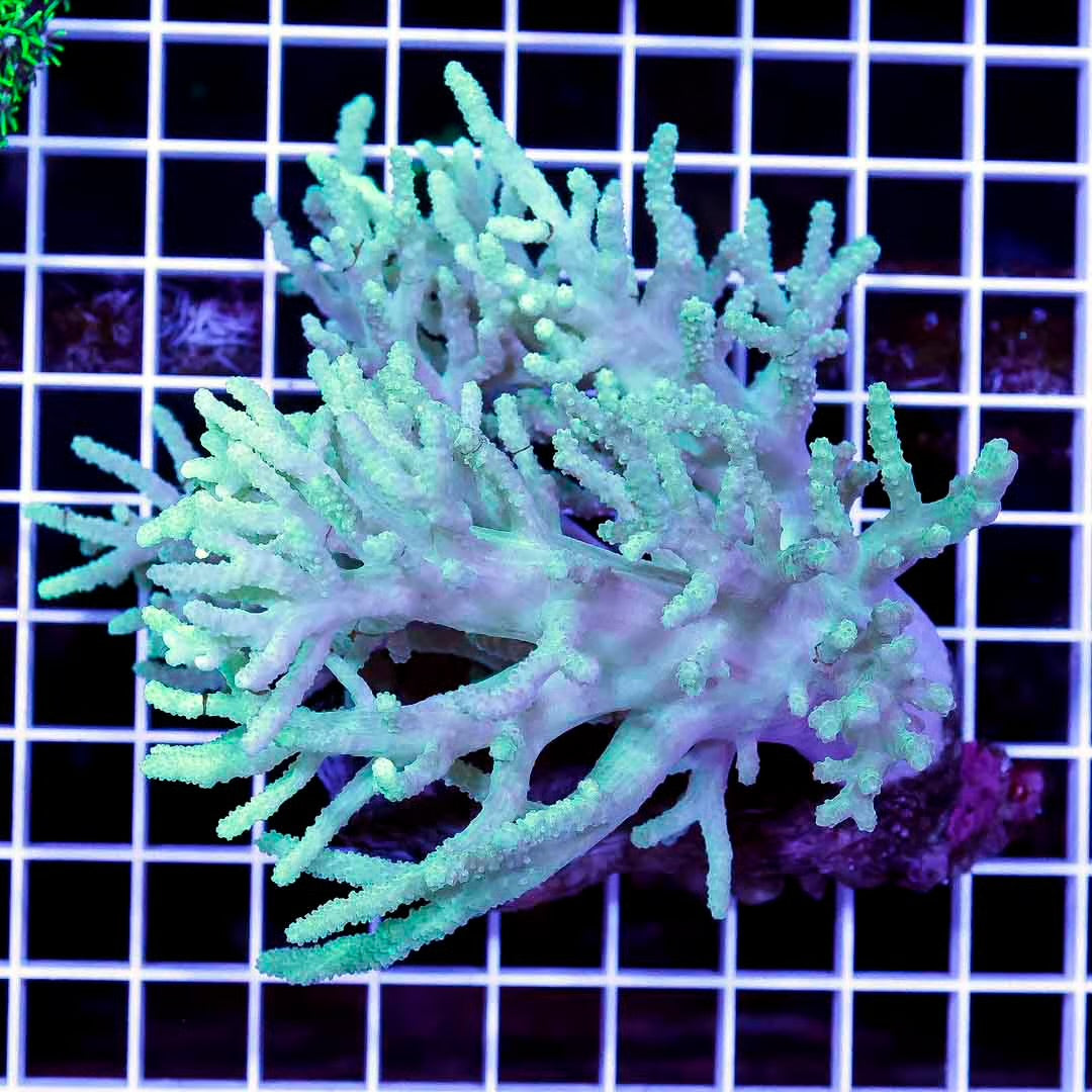 Indo Neon Green Finger Leather Mother Colony INGFLMC070901 WYSIWYG