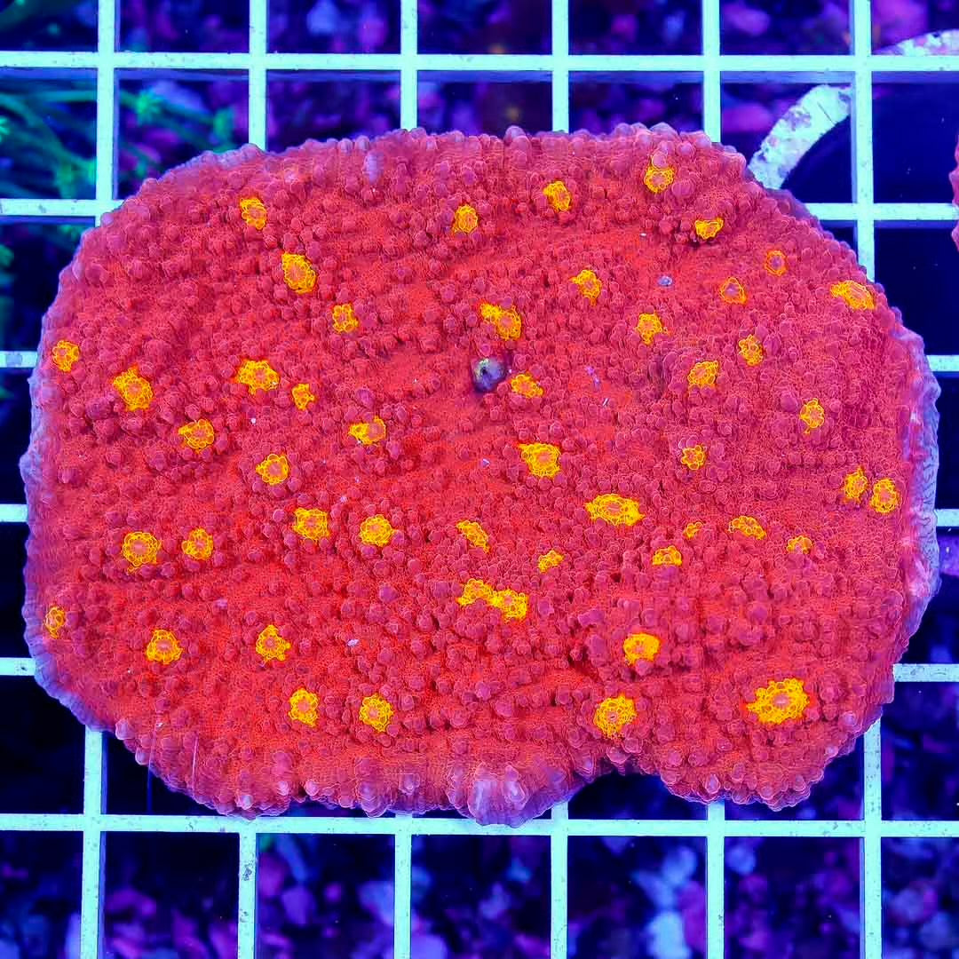 Aussie Ultra Echinophyllia Mother Colony AUEMC072802 WYSIWYG