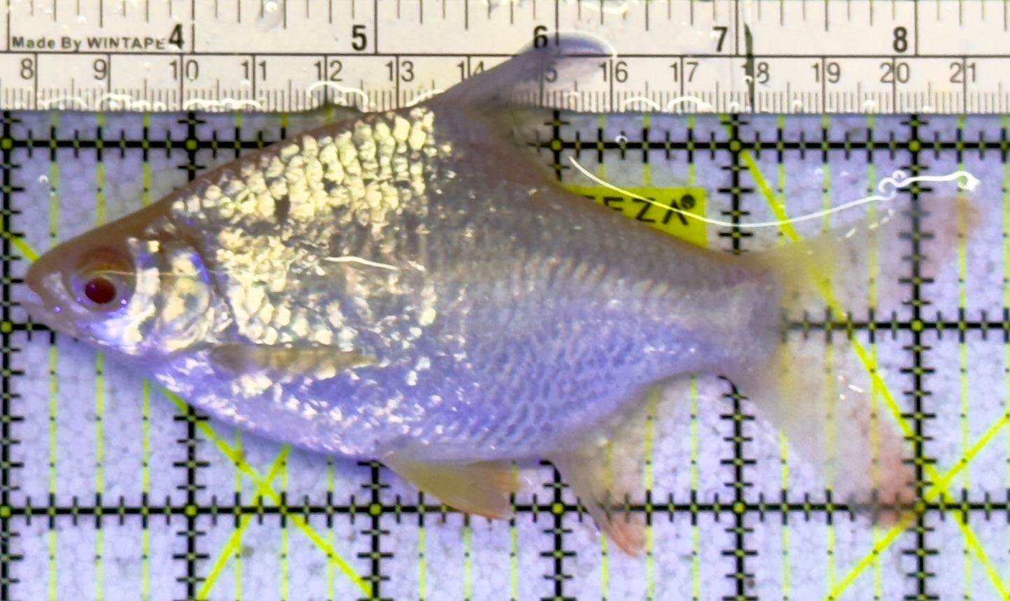 Albino Tin Foil Barb ATFB060901 WYSIWYG Size: XL 5.25" approx