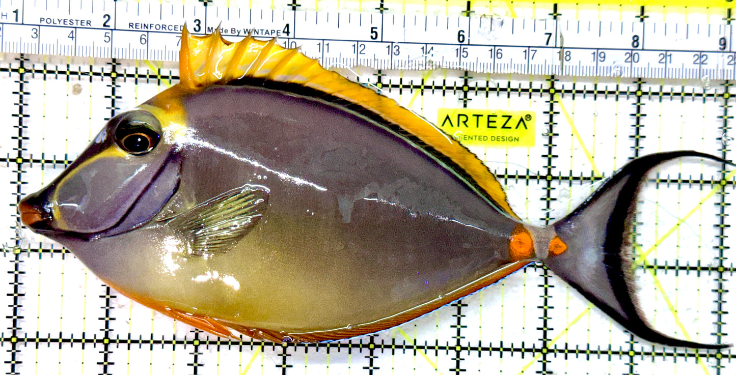 Blonde Naso Tang (Maldives Special Grade) BNT042501 WYSIWYG Size: XL 8.25"