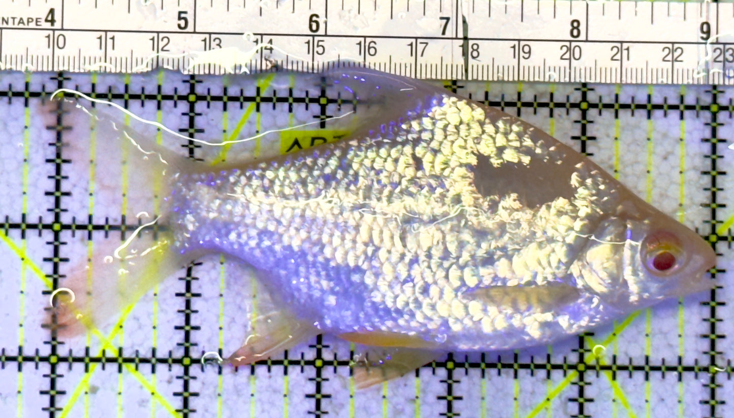 Albino Tin Foil Barb ATFB060901 WYSIWYG Size: XL 5.25" approx