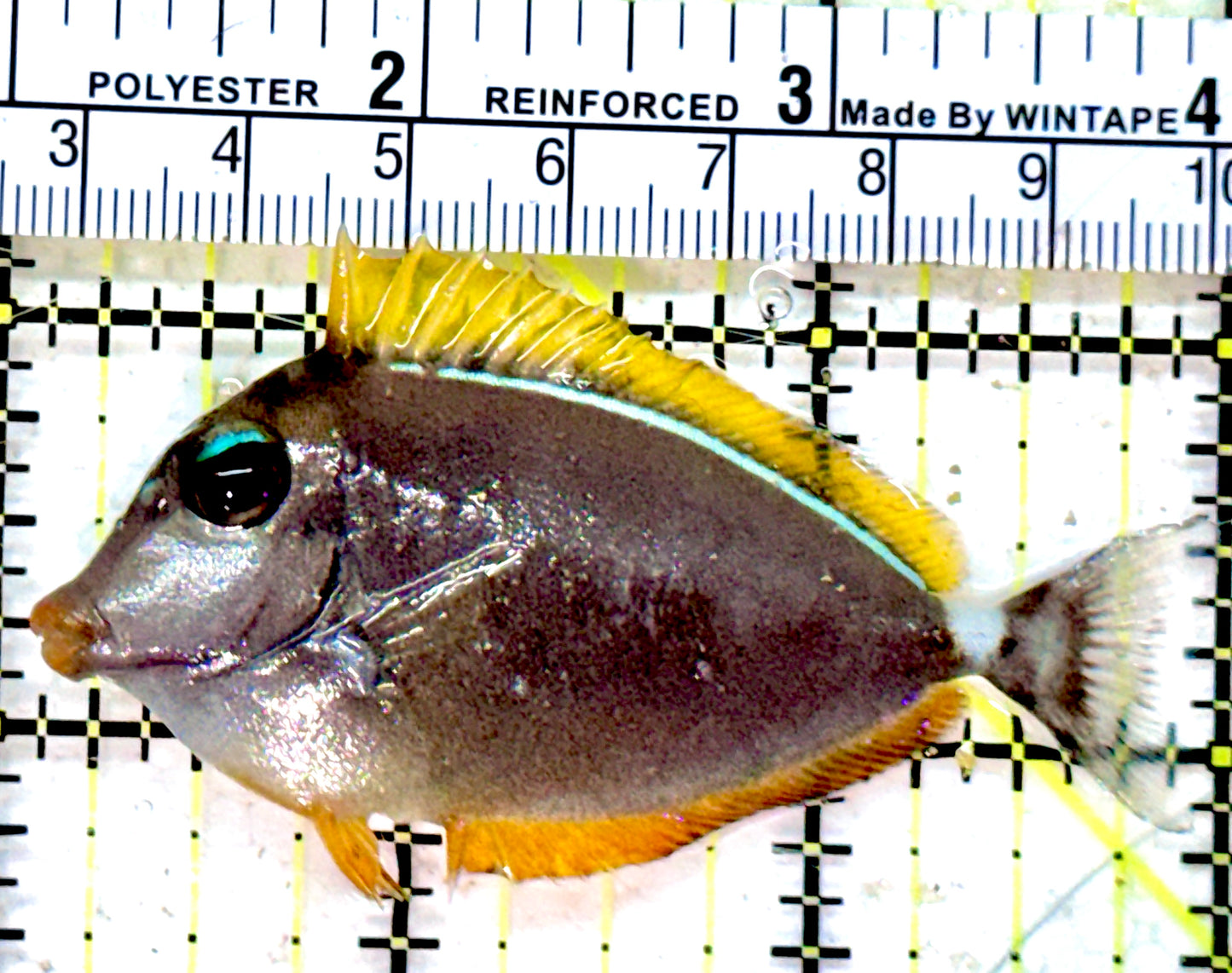Blonde Naso Tang (Maldives Special Grade) BNT042502 WYSIWYG Size: S 3"