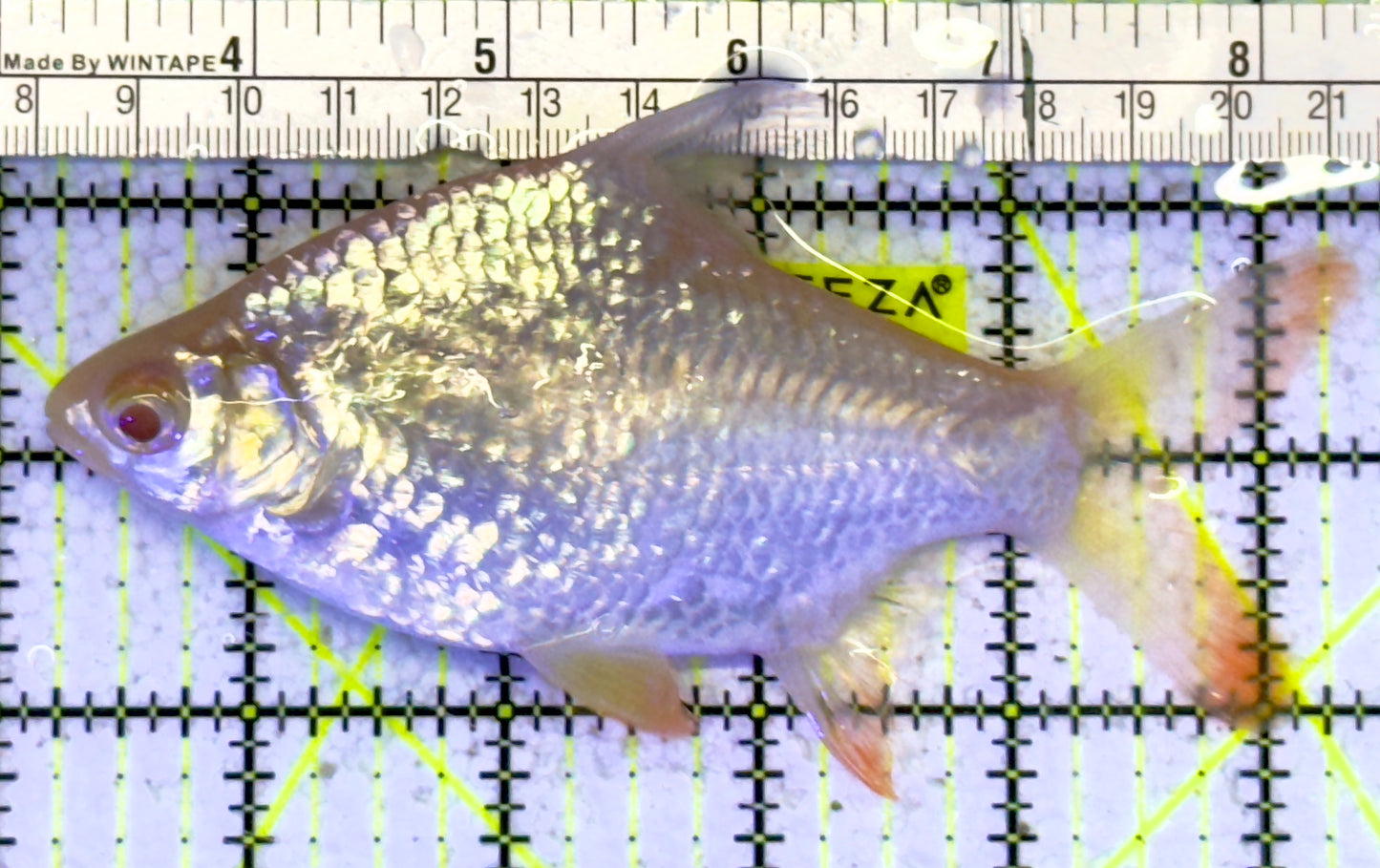 Albino Tin Foil Barb ATFB060902 WYSIWYG Size: XL 5" approx