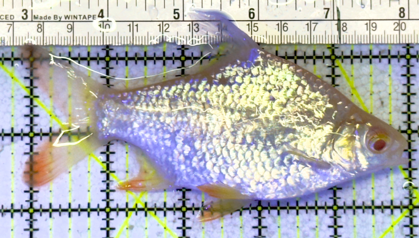 Albino Tin Foil Barb ATFB060902 WYSIWYG Size: XL 5" approx