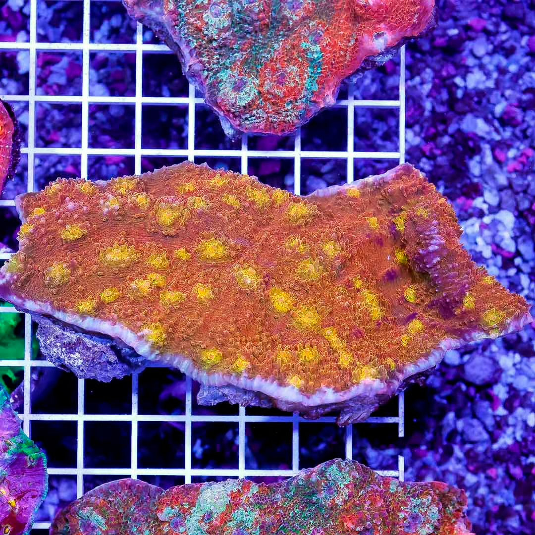 Aussie Ultra Echinophyllia Mother Colony AUEMC072803 WYSIWYG