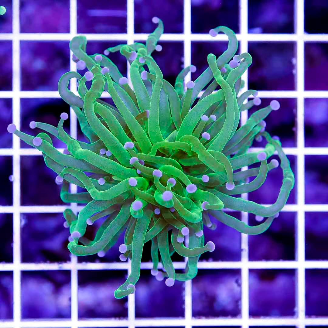 Indo Neon Green Torch Mother Colony INGTMC072801 WYSIWYG