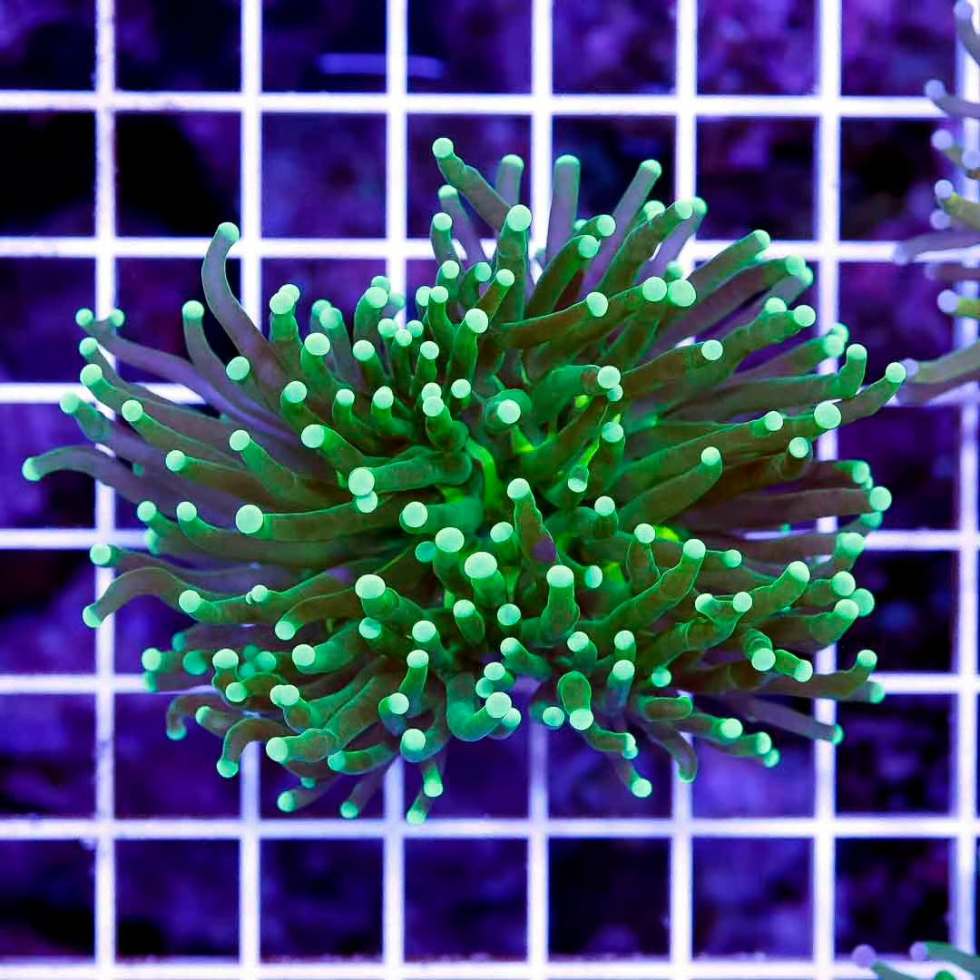 Indo Neon Green Torch Mother Colony INGTMC072802 WYSIWYG