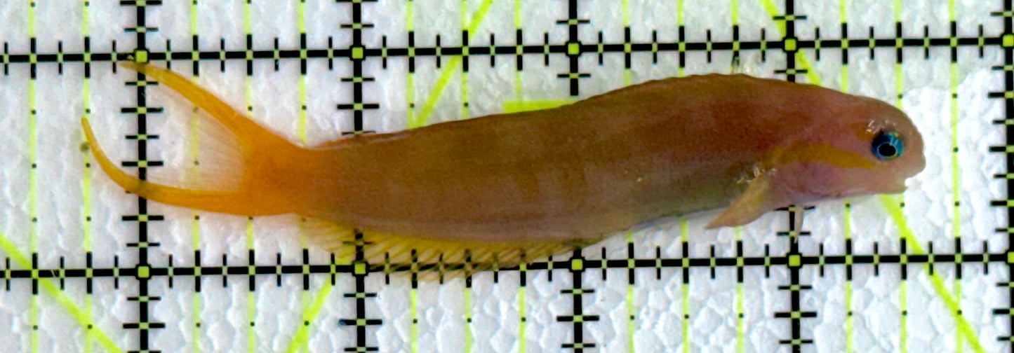 Golden Midas Blenny Africa GMB062201 WYSIWYG Size: L 3.75"