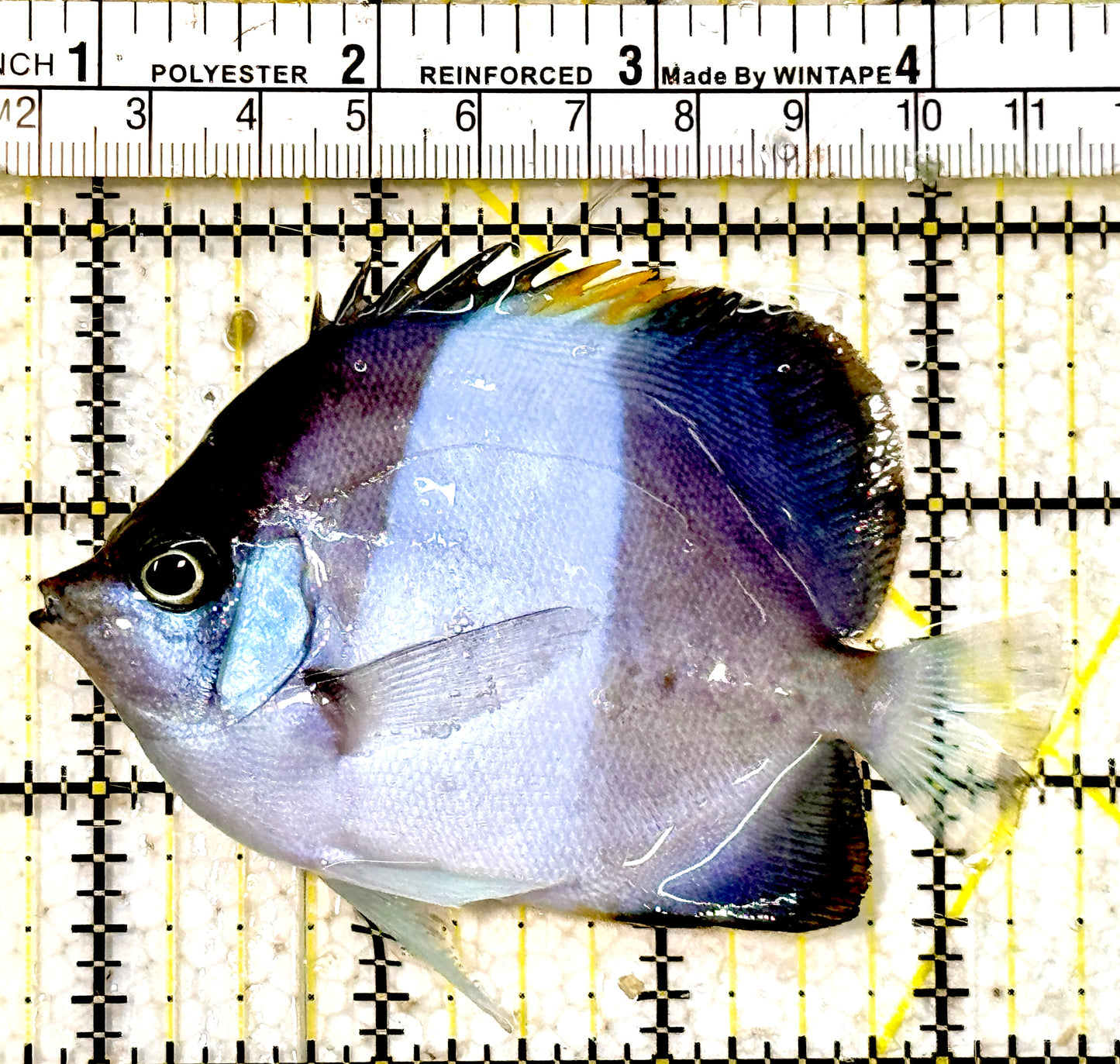 Blue Zoster Pyramid Butterflyfish (Reefsafe) BZB042502 WYSIWYG Size : ML 3.75"