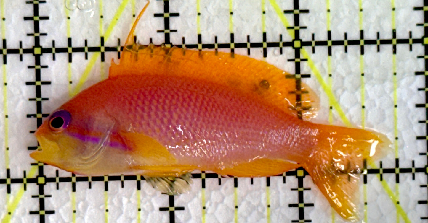 Female Lyretail Anthias (Maldives) FLA062201 WYSIWYG Size: M 2.75"