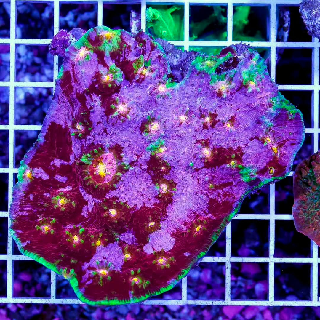 Ultra Aussie Echinophyllia Mother Colony UAEMC070901 WYSIWYG