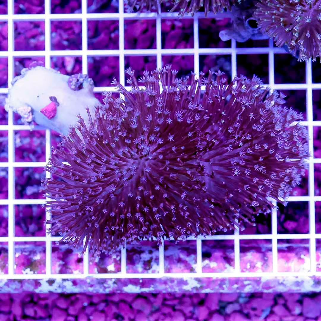 Aussie Purple Toadstool Mother Colony APTMC071201 WYSIWYG